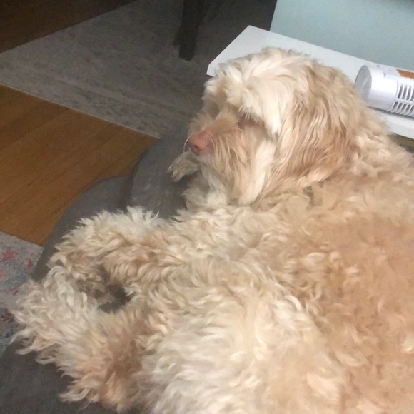 Meet your Posher, Sonya - Picture 1 of 1